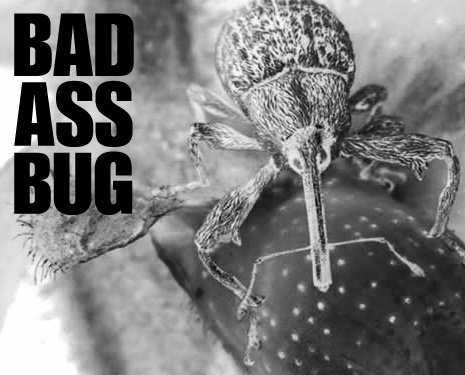 Bad Ass Bug